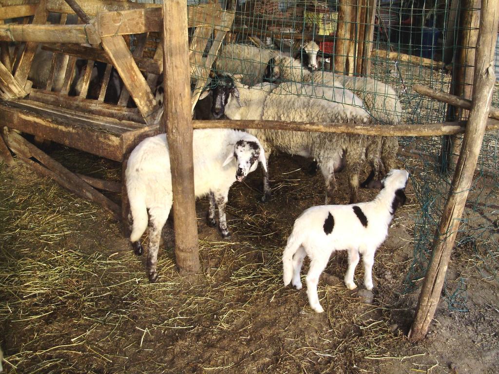 Tenuta Montelaura Forino Exteriér fotografie