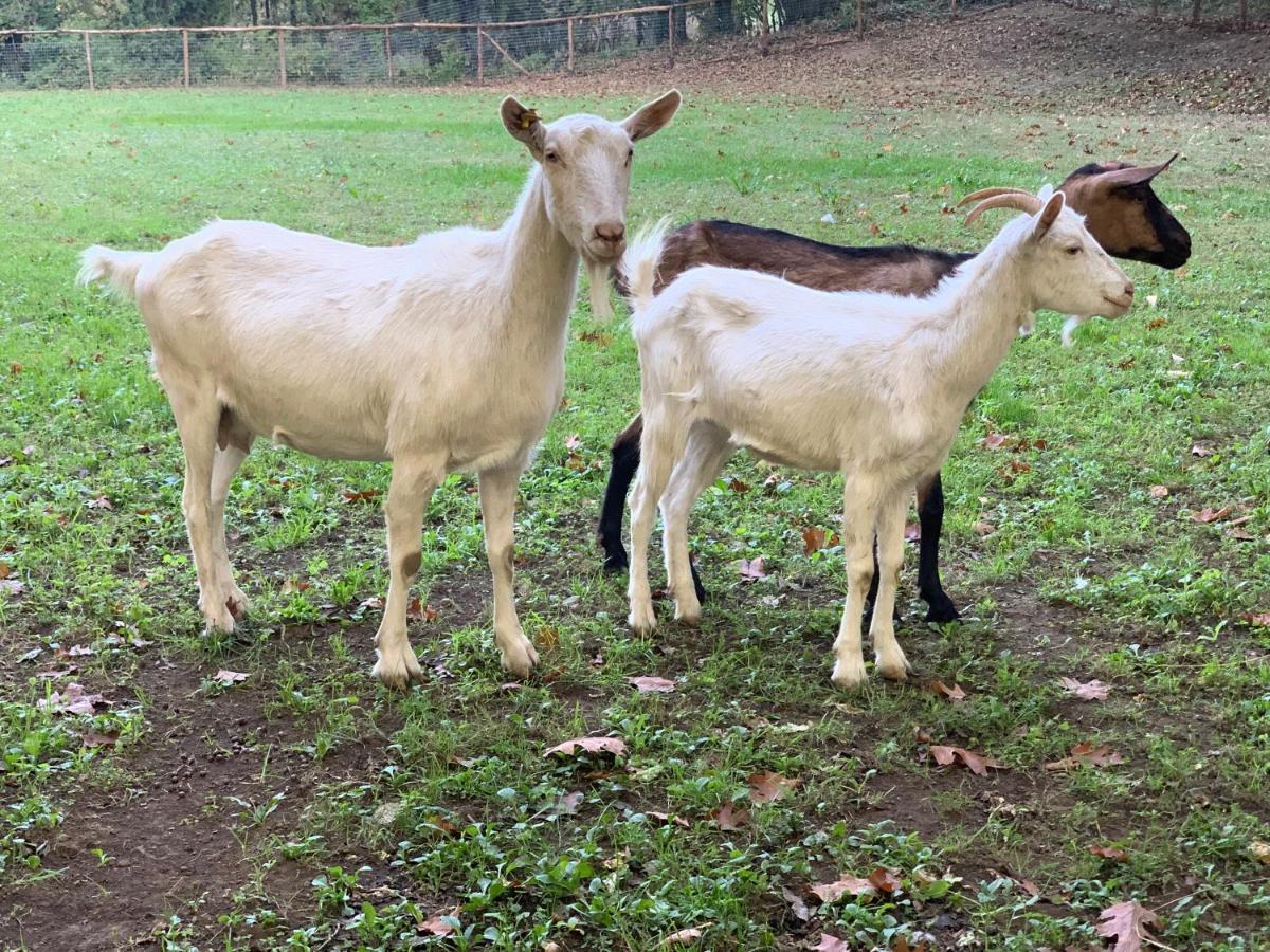 Tenuta Montelaura Forino Exteriér fotografie